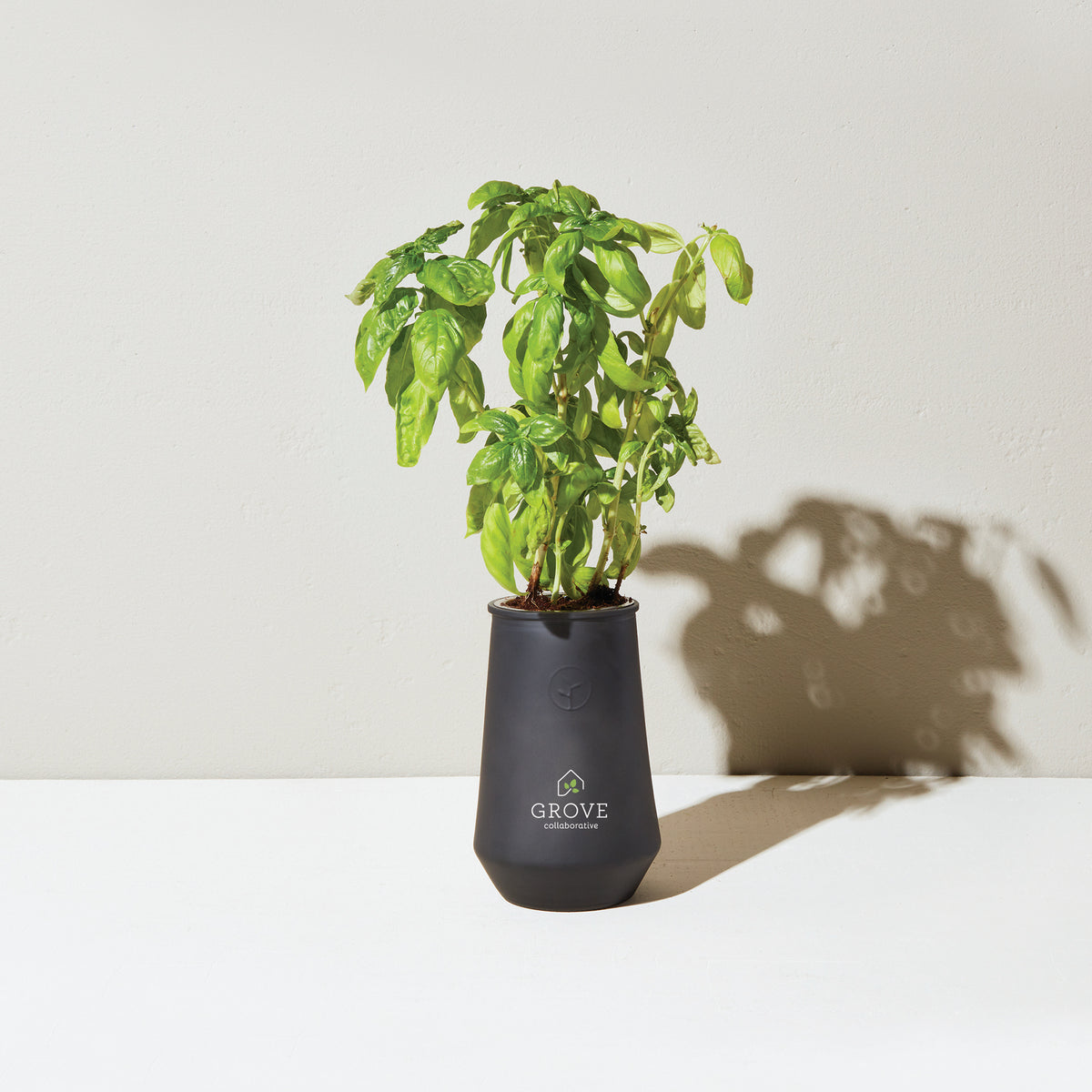 Black/Basil Modern Sprout® Tapered Tumbler Grow Kit