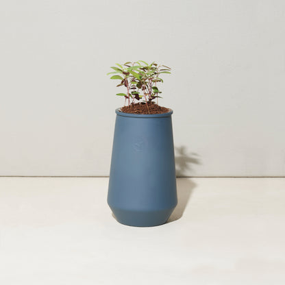 Blue Agave/Eucalyptus Modern Sprout® Tapered Tumbler Grow Kit plain