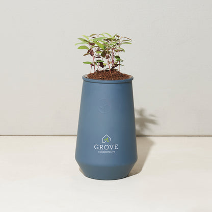 Blue Agave/Eucalyptus Modern Sprout® Tapered Tumbler Grow Kit