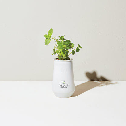 White/Mint Modern Sprout® Tapered Tumbler Grow Kit